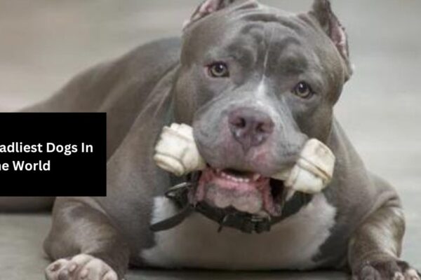 10 Deadliest Dogs You Should Never Mess With