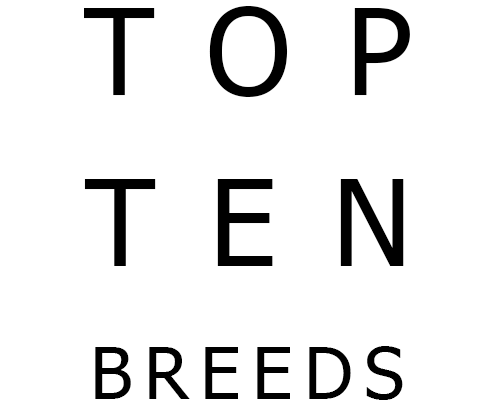 Top 10 Most Popular Dog Breeds in the World