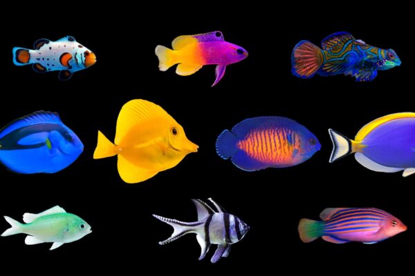 Top 10 Beginner Saltwater Fish You Can Actually Keep Alive