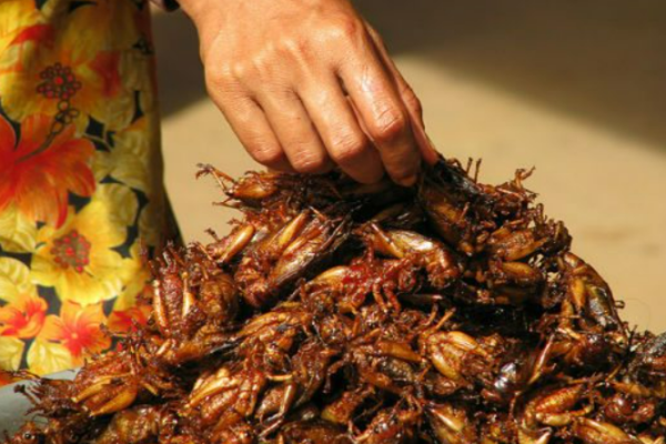 Top 10 Strangest Foods in the World