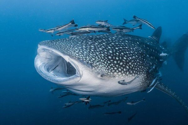 World’s Top 10 Biggest Fish: Massive Sea Monsters
