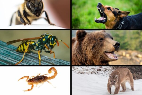 Top 10 Animals That Kill the Most Humans