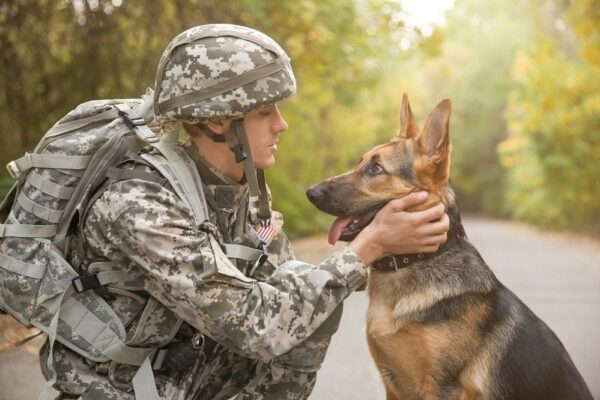 Top 10 Best Military Dog Breeds