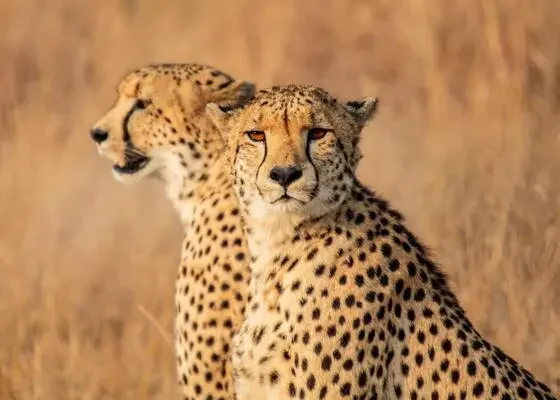 Top 10 Attractions in South Africa & Egypt – Epic Adventures