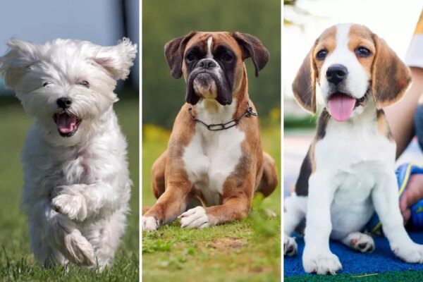 Top 10 Most Popular Dog Breeds in America