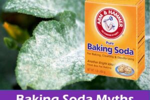 Baking Soda Top 10 Garden Uses: Miracle Hacks for Plants