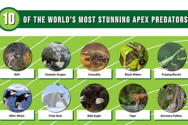 Top 10 Apex Predators & Longest-Living Animals Revealed