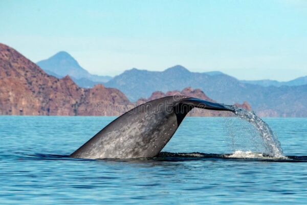 Top 10 Biggest Animals in the World 2026 – Blue Whale Still Reigns Supreme
