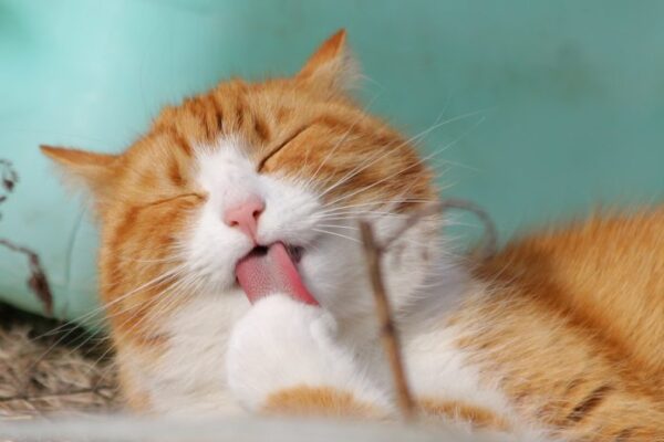 Top 10 Easiest Pets to Take Care Of