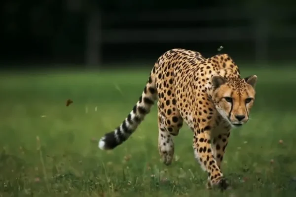 Top 10 Fastest Mammals on Earth