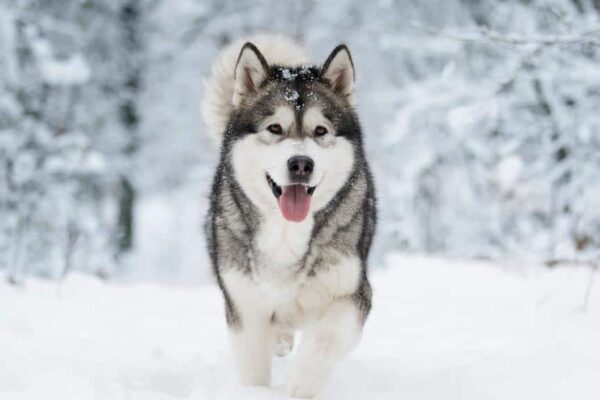 Top 10 Cold Weather Dogs That Love Snow