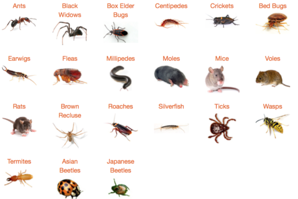Top 10 Common Household Pests and How to Stop Them
