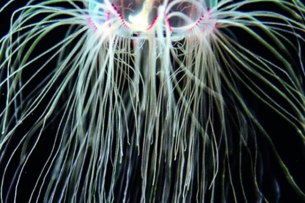 Top 10 Immortal Animals That Defy Death