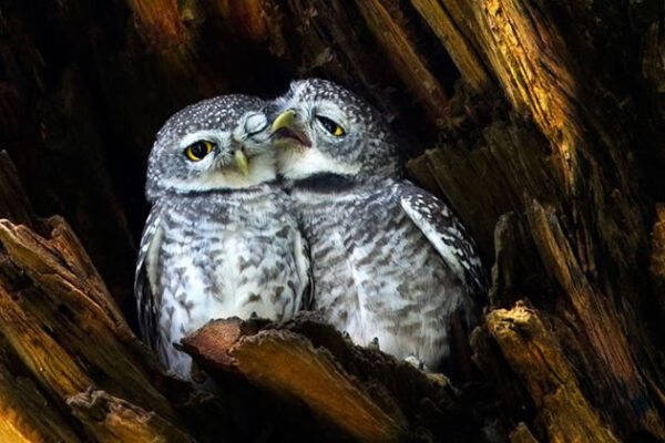 Top 10 Cutest Animals That Will Melt Your Heart