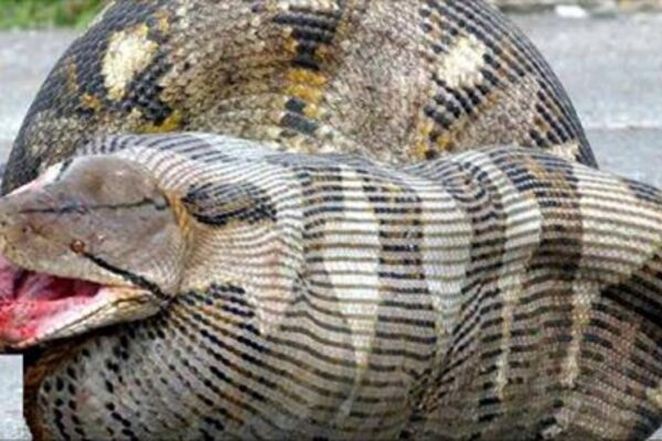 Top 10 Most Dangerous Animals in the World (Deadliest Ranking)