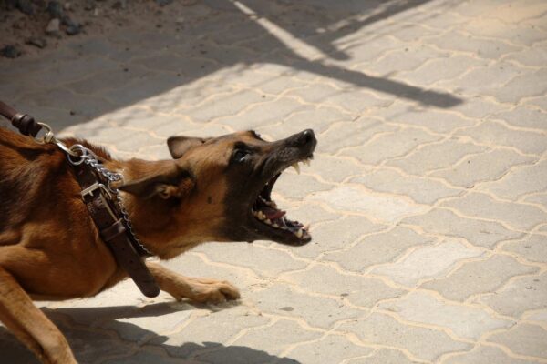Top 10 Most Deadly Dogs You Should Know About