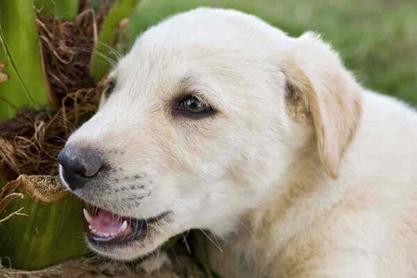 Top 10 Poisonous Plants That Can Harm Dogs