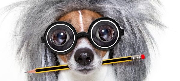 10 Dumbest Dog Breeds That Will Make You LOL