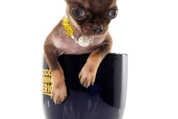 Top 10 Smallest Dogs Ever Recorded