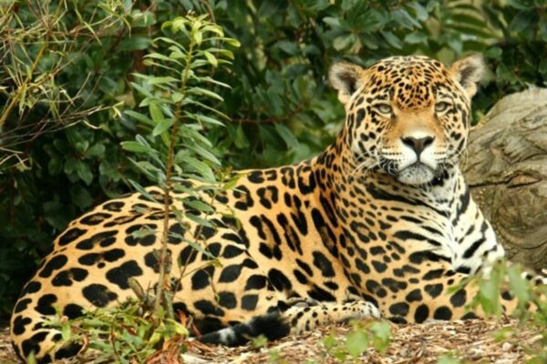 Top 10 Endangered Rainforest Animals