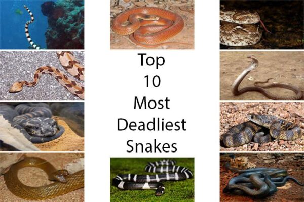 Top 10 Most Dangerous Snakes in the World