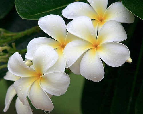 Top 10 Most Beautiful Flowers You’ll Ever See
