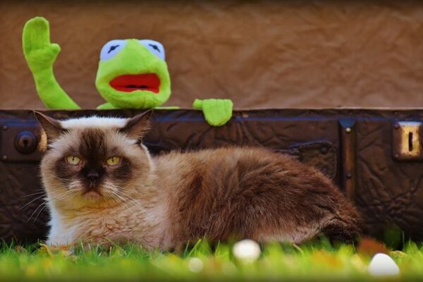 Top 10 Friendliest Cat Breeds Ranked