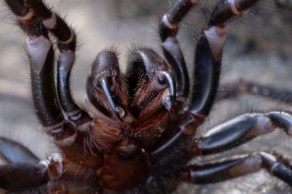 Most Venomous Spiders Top 10 – Deadly Bites Exposed