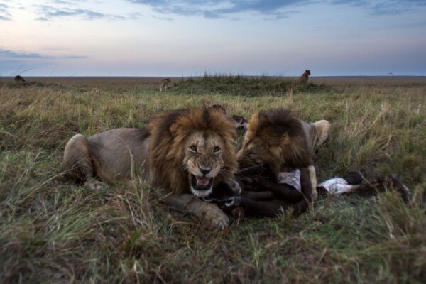Top 10 Most Shocking Lion Attacks in History