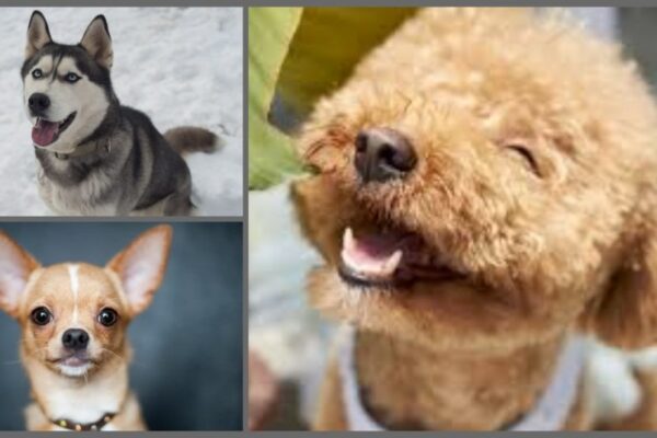 Top 10 Healthiest Dog Breeds Ranked