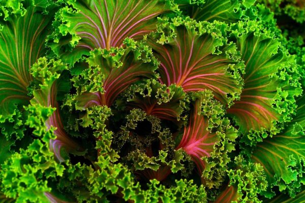 Top 10 Healthiest Foods in the World Ranked