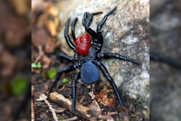 Top 10 Deadliest Spiders in the World