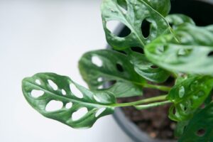 Top 10 Most Expensive Plants Ever Sold