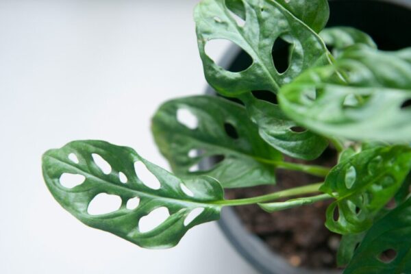 Top 10 Most Expensive Plants Ever Sold