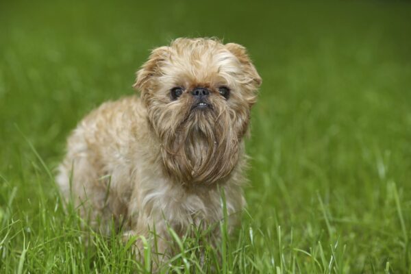 Top 10 Most Affectionate Dog Breeds Ranked