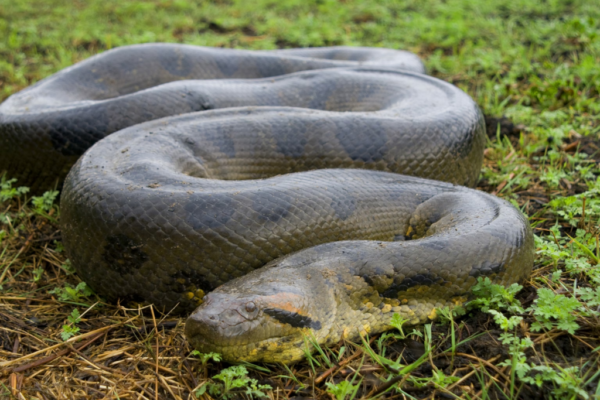 Top 10 Largest Snakes in the World