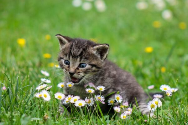 Top 10 Best House Pets for Any Lifestyle