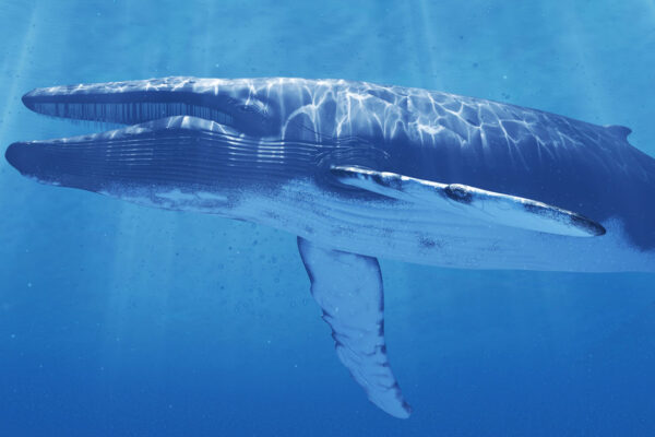 Top 10 Largest Animals in the World Ranked