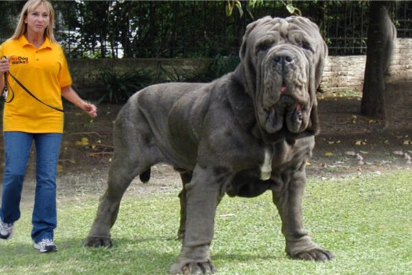 Largest Dogs in the World Top 10 – Jaw-Dropping Sizes!
