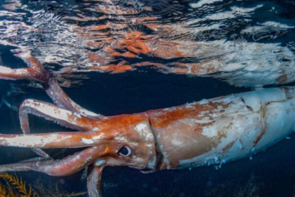 Top 10 Largest Sea Creatures Ever Discovered