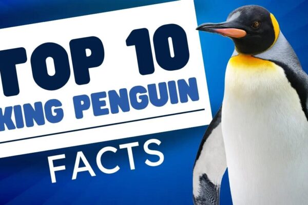 Top 10 Amazing Penguin Facts That Will Surprise You