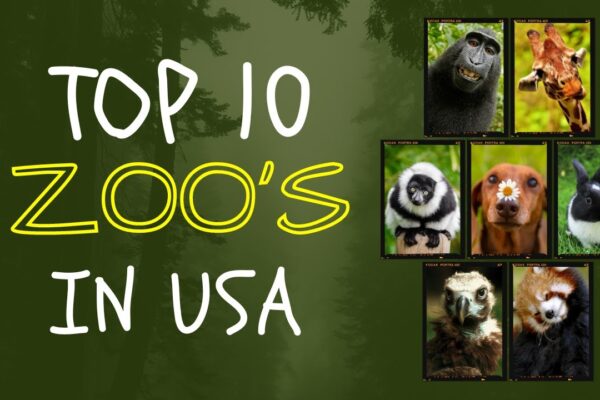 Top 10 Largest Zoos in America You Must Visit