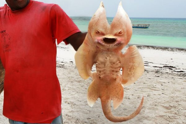 Top 10 Weirdest Animals Ever Discovered