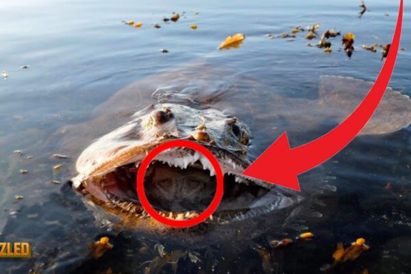 Top 10 Scariest Ocean Animals Ever Found