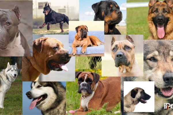 Top 10 Deadliest Dog Breeds Ranked