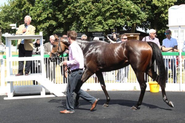 Top 10 Most Expensive Horse Breeds Ever Sold