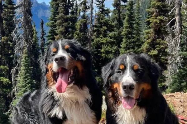Top 10 Most Loving and Loyal Dog Breeds
