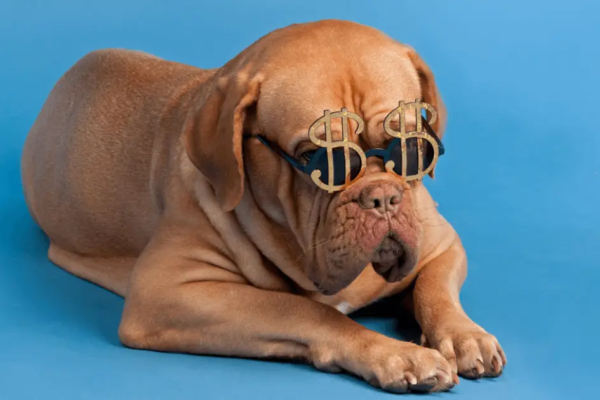 Top 10 Most Expensive Dog Breeds in the World