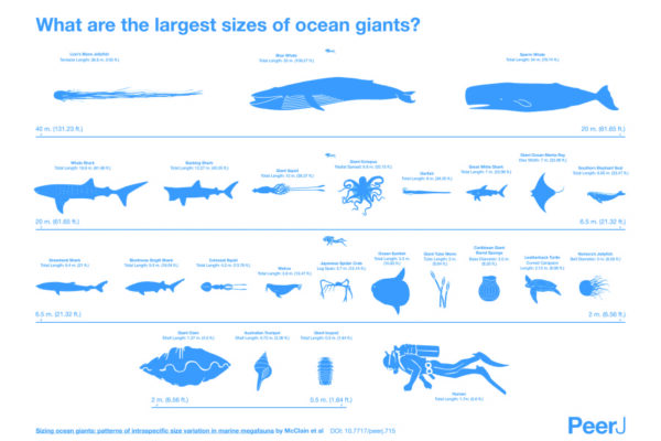 Top 10 Biggest Animals in the World & Sea – Jaw-Dropping Sizes