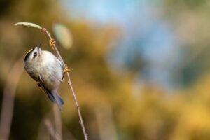 Top 10 Smallest Birds in the World